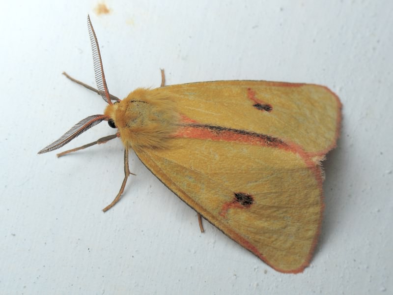 Diacrisia sannio (Linnaeus, 1758)